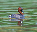 BB 09 0117 / Tachybaptus ruficollis / Dvergdykker